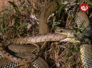 چرا مارها در طول تکامل بارها هم‌نوع‌خوار شده‌اند؟ دانشمندان پاسخ می‌دهند