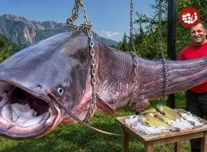 ببینید| غذای روستایی در آذربایجان؛ کباب کردن یک گربه ماهی غول پیکر در تنور زیرزمینی