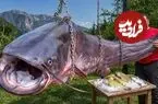 ببینید| غذای روستایی در آذربایجان؛ کباب کردن یک گربه ماهی غول پیکر در تنور زیرزمینی