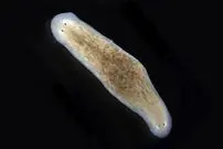 کرم‌های حیرت‌انگیزی که می‌توانند «دو سر» داشته باشند