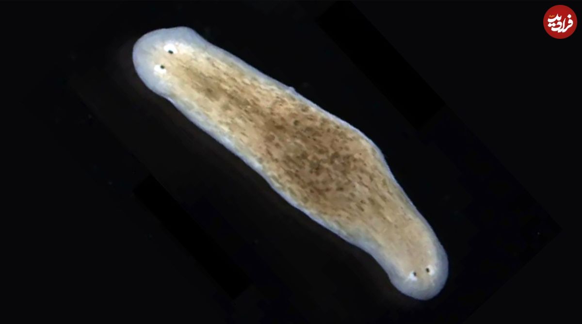 کرم‌های حیرت‌انگیزی که می‌توانند «دو سر» داشته باشند