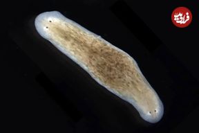 کرم‌های حیرت‌انگیزی که می‌توانند «دو سر» داشته باشند