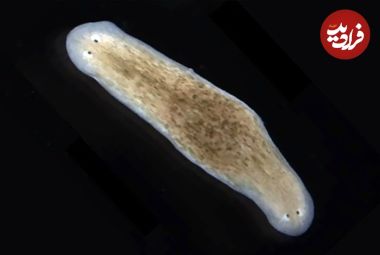 کرم‌های حیرت‌انگیزی که می‌توانند «دو سر» داشته باشند