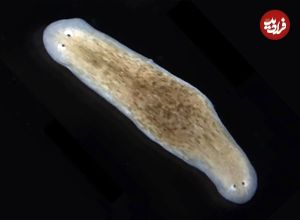 کرمهای حیرتانگیزی که میتوانند «دو سر» داشته باشند