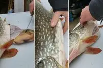 (ویدئو) لحظه عجیب بیرون آوردن ماهی زنده از شکم ماهی مرده