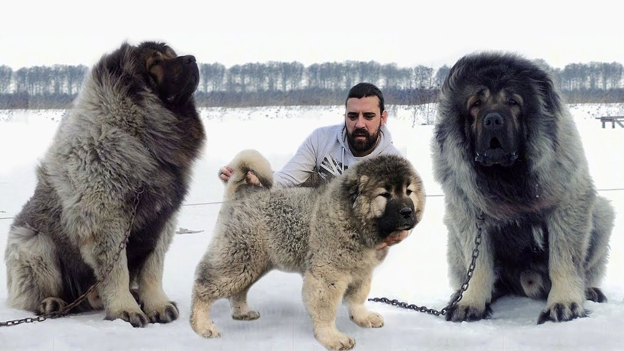 (ویدئو) این ده سگ، سنگین وزن‌ترین و غول پیکرترین نژاد سگ در جهان هستند