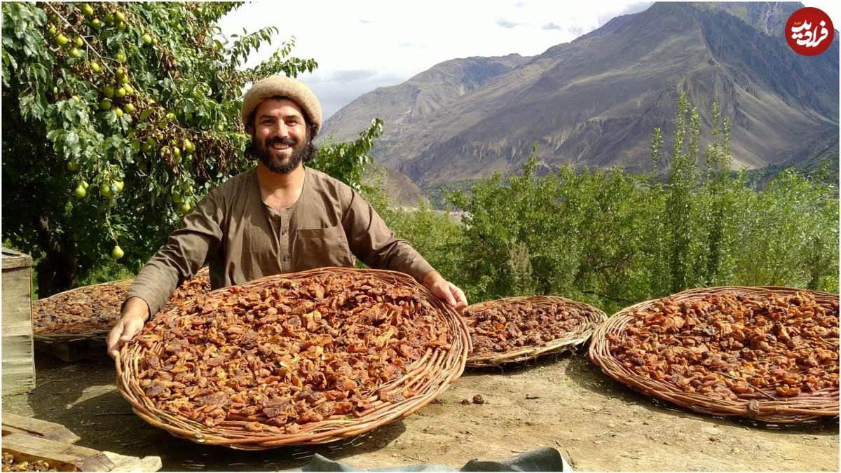 (ویدئو) فرایند هیجان انگیز خشک کردن زردآلو در مناطق روستایی پاکستان را ببینید