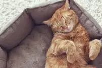 (ویدئو) حیله‌گری و حقه بازی یک گربه برای ورود به خانه