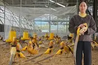 (ویدئو) نحوه پرورش پرندگان نادر توسط بانوی چینی در مزرعه شخصی اش