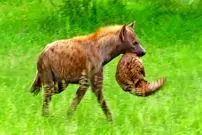 ببینید| تلاش عجیب کفتار برای خوردن پنگولین!