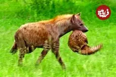 ببینید| تلاش عجیب کفتار برای خوردن پنگولین!