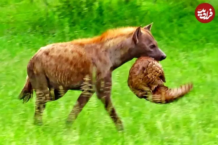 ببینید| تلاش عجیب کفتار برای خوردن پنگولین!