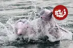 ببینید| هنرنمایی دلفین‌ها در آب‌های فوجیان چین