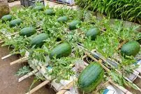 (ویدئو) با این روش ساده مثل آب خوردن در پشت بام خانه هندوانه بکارید و برداشت کنید