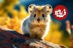ببینید؛ 10 حیوان بامزه و دوست داشتنی که احتمالا نمی دانستید وجود دارند!