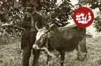 عکس| سفر زمان؛ زندگی یک خانوادۀ گیلانی دوران قاجار در قاب یک عکس تماشایی