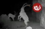 ببینید| زیبایی حیات وحش کوه بیرمی در تاریکی شب