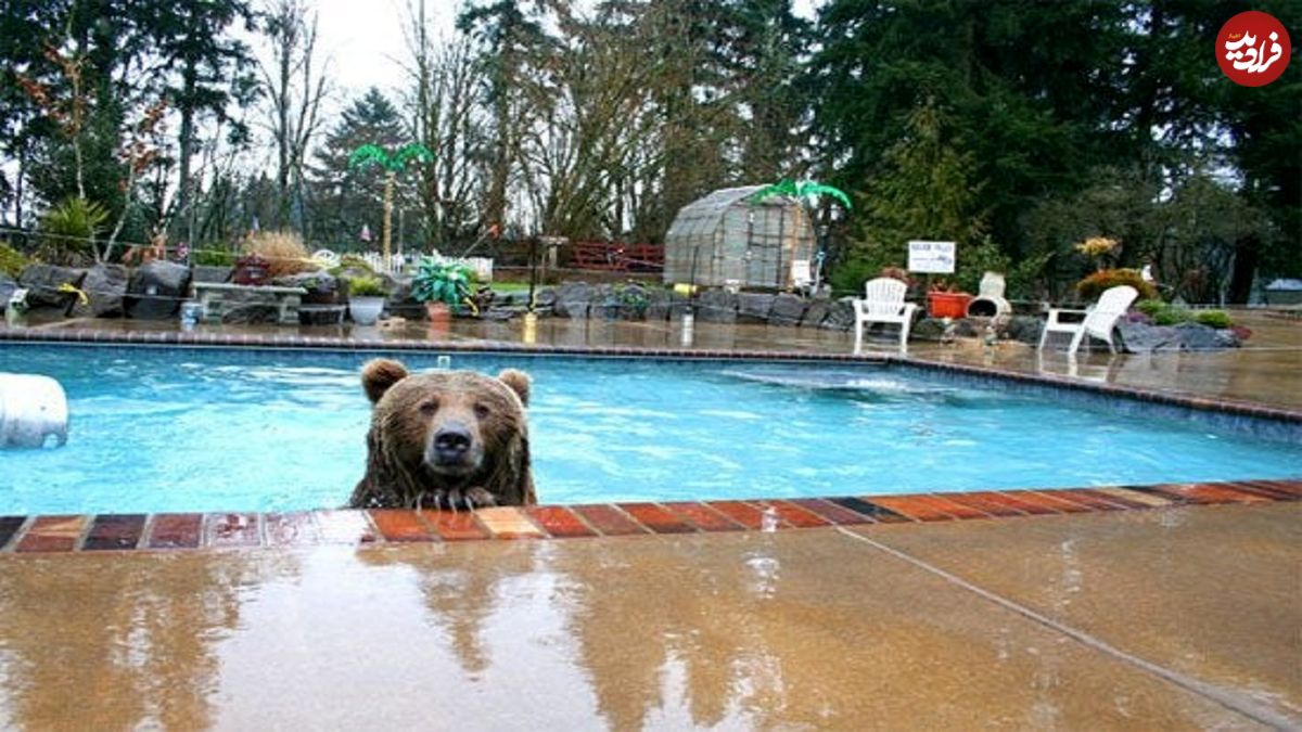 (ویدیو) تلاش دیدنی  یک خرس برای شنا در استخر یک خانه در حضور صاحبخانه