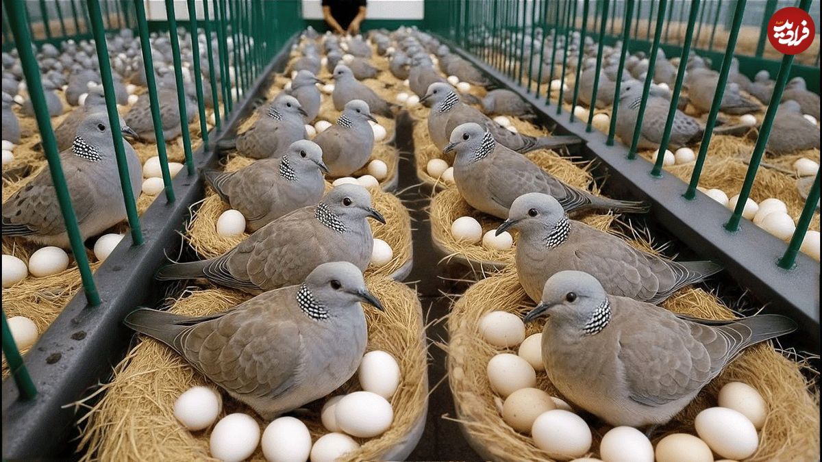 ببینید| چگونه چینی ها هزاران قمری را برای گوشت و تخم قمری پرورش می دهند؟