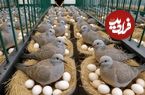 ببینید| چگونه چینی ها هزاران قمری را برای گوشت و تخم قمری پرورش می دهند؟