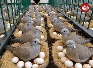 ببینید| چگونه چینی ها هزاران قمری را برای گوشت و تخم قمری پرورش می دهند؟