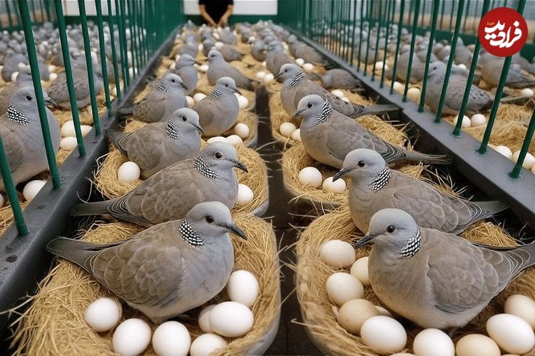 ببینید| چگونه چینی ها هزاران قمری را برای گوشت و تخم قمری پرورش می دهند؟