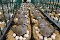 ببینید| چگونه چینی ها هزاران قمری را برای گوشت و تخم قمری پرورش می دهند؟