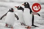 ماده‌ای که پنگوئن‌ها باعث ساخت آن شدند