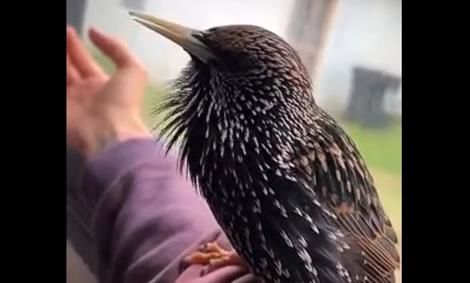 (ویدیو) پرنده ای که صدا دایناسور را تقلید می کند ! 