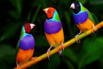 ببینید| 10 گونه از زیباترین و رنگی ترین فنچ های جهان