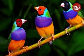 ببینید| 10 گونه از زیباترین و رنگی ترین فنچ های جهان