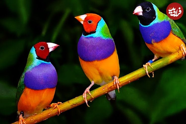 ببینید| 10 گونه از زیباترین و رنگی ترین فنچ های جهان