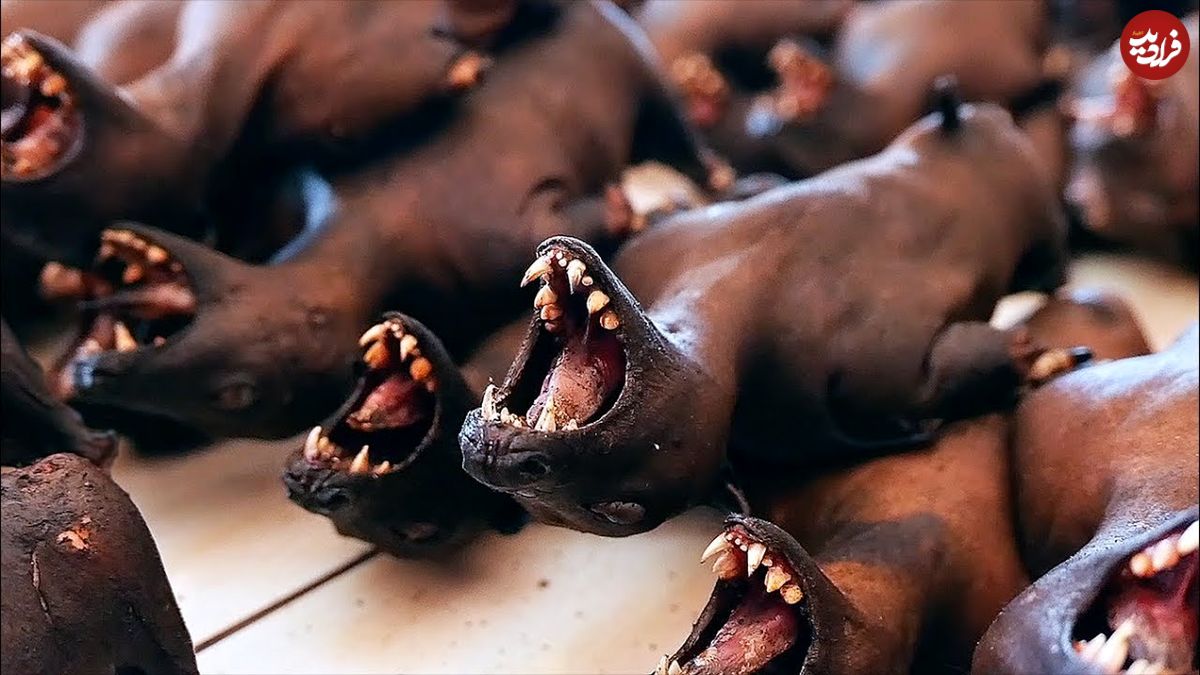 ببینید؛ غذای خیابانی در اندونزی؛ پخت انواع غذا با خفاش میوه خوار در مانادو