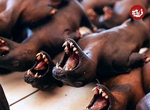 ببینید؛ غذای خیابانی در اندونزی؛ پخت انواع غذا با خفاش میوه خوار در مانادو