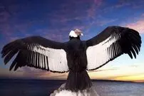 (عکس) تولید برق با الهام از کرکس