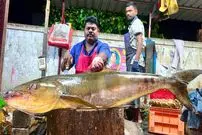 ببینید| مهارت جالب ماهی فروش هندی در برش زدن ماهی 37 کیلوگرمی در کنار خیابان