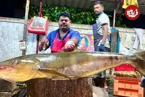ببینید| مهارت جالب ماهی فروش هندی در برش زدن ماهی 37 کیلوگرمی در کنار خیابان