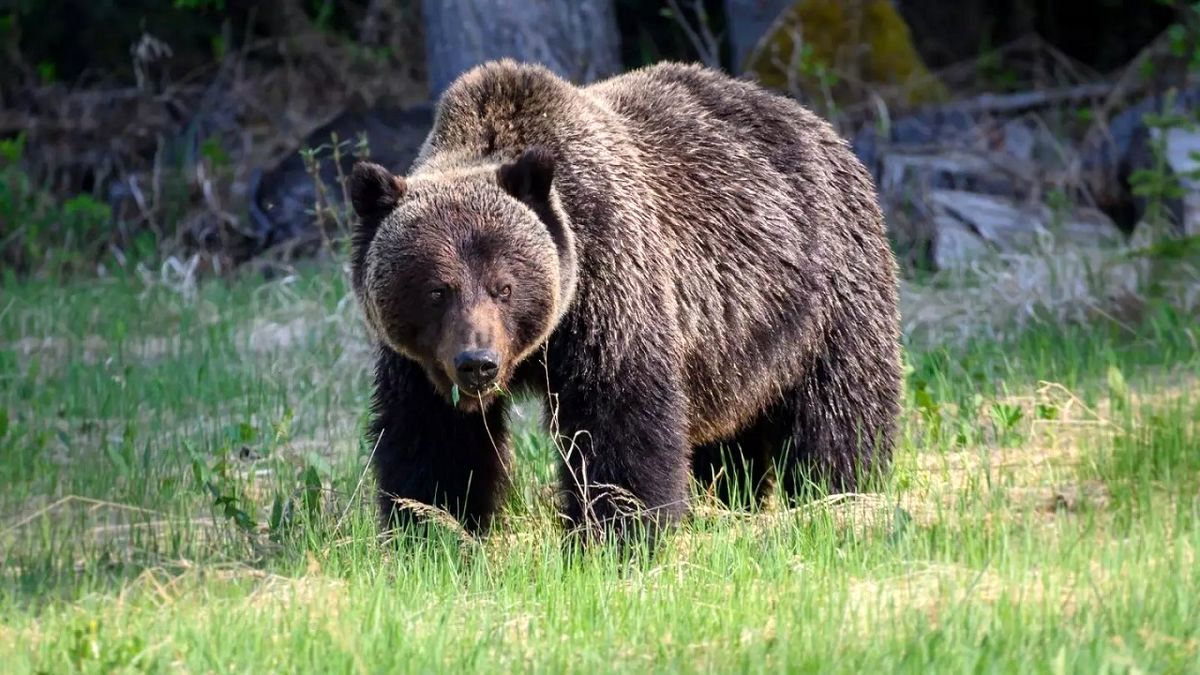 (ویدئو) پرسه‌زنی خرس قهوه‌ای در جنگل‌های فومن