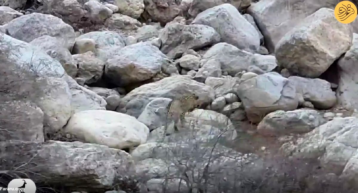 (ویدئو) مشاهده پلنگ ایرانی در قلب تنگ باستانی پیرزال