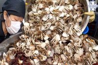 ببینید؛ غذای خیابانی در کره؛ پخت غذاهای مختلف با ماهی، صدف و بادمجان در سئول