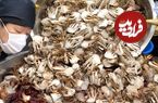 ببینید؛ غذای خیابانی در کره؛ پخت غذاهای مختلف با ماهی، صدف و بادمجان در سئول