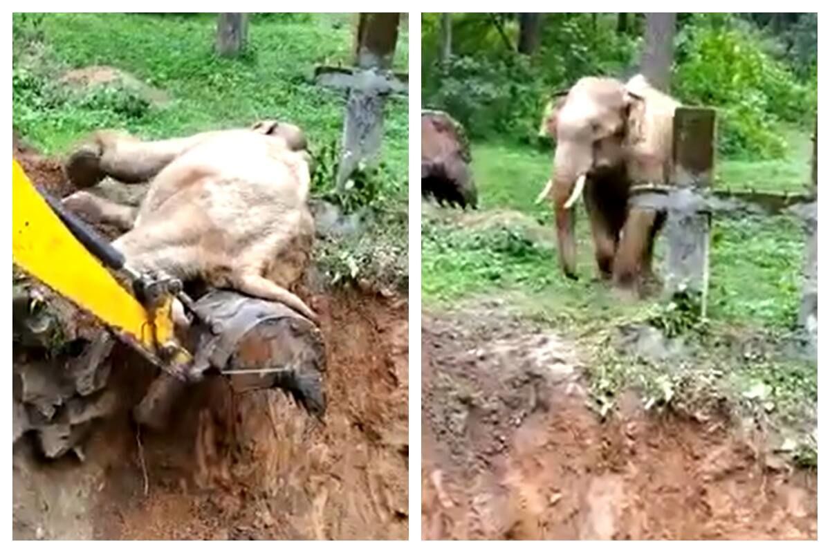 (ویدئو) اپراتور بیل مکانیکی فیل را نجات داد؛ فیل بازگشت و به شکلی باورنکردنی تشکر کرد!