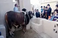 (ویدئو) گاو عجیبی که فقط با صدای صاحبش آب از چاه بیرون می‌کشد