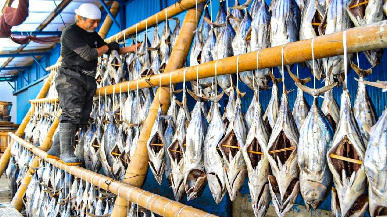 (ویدئو) برش زدن هزاران ماهی تن غول پیکر؛ فرآیند شگفت انگیز تولید ماهی تن دودی سنتی در ژاپن