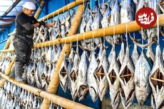 (ویدئو) صید و برش ماهی تن؛ فرآیند شگفت انگیز تولید ماهی تن دودی سنتی در ژاپن