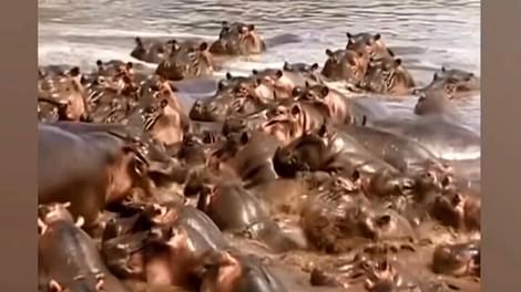(ویدئو) حرکت خارق‌العاده اسب آبی‌ها؛از تمساحی که بچه‌شان را خورد انتقام سختی گرفتند