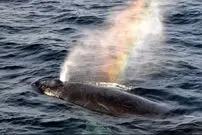 ببینید| بازدم نهنگ، رنگین‌کمان‌های شگفت‌انگیز ایجاد کرد