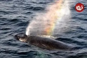 ببینید| بازدم نهنگ، رنگین‌کمان‌های شگفت‌انگیز ایجاد کرد