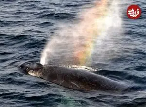 ببینید| بازدم نهنگ، رنگین‌کمان‌های شگفت‌انگیز ایجاد کرد