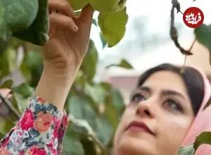 ببینید| غذای روستایی در ایران؛ تهیه یک میان وعده سنتی با سیب ترش و گشنیز